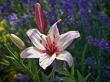 Flowers of Eastern Ontario